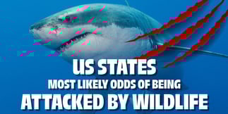 US States Where You Are Most Likely Being Attacked By Wildlife