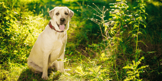 The United State's Favorite Dog Breed by State 2024