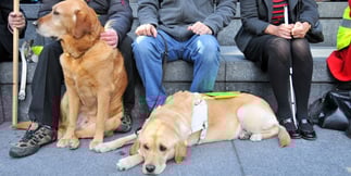 Seaside Pub's Bingo Sessions Raise Funds for Guide Dogs