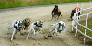 Greyhound Racing Ban in Wales, Politics or Animal Welfare?