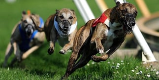 Wales’ Proposed Greyhound Racing Ban to Become Law if Draft Approved