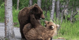 Fat Bear Week 2025 Odds: The Grizzliest Tournament of the Year Begins