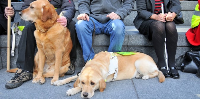 Seaside Pub's Bingo Sessions Raise Funds for Guide Dogs