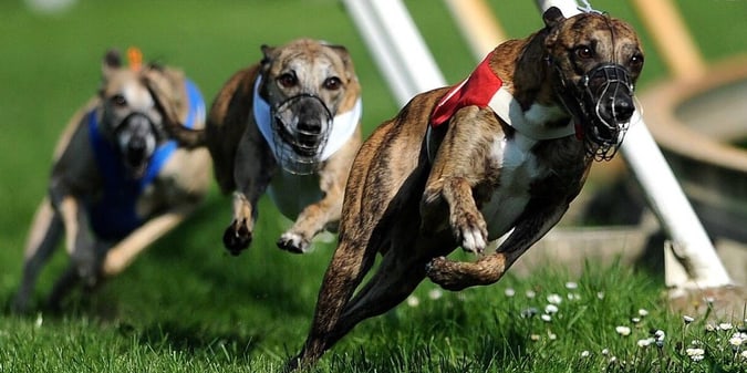 Wales’ Proposed Greyhound Racing Ban to Become Law if Draft Approved
