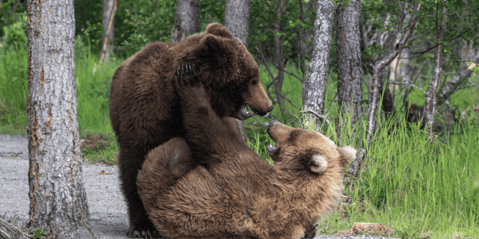 Fat Bear Week 2025 Odds: The Grizzliest Tournament of the Year Begins
