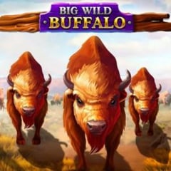 Big Wild Buffalo