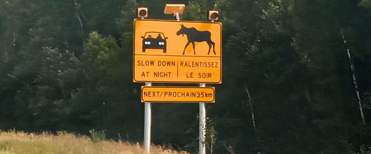 pericolo alci in Canada