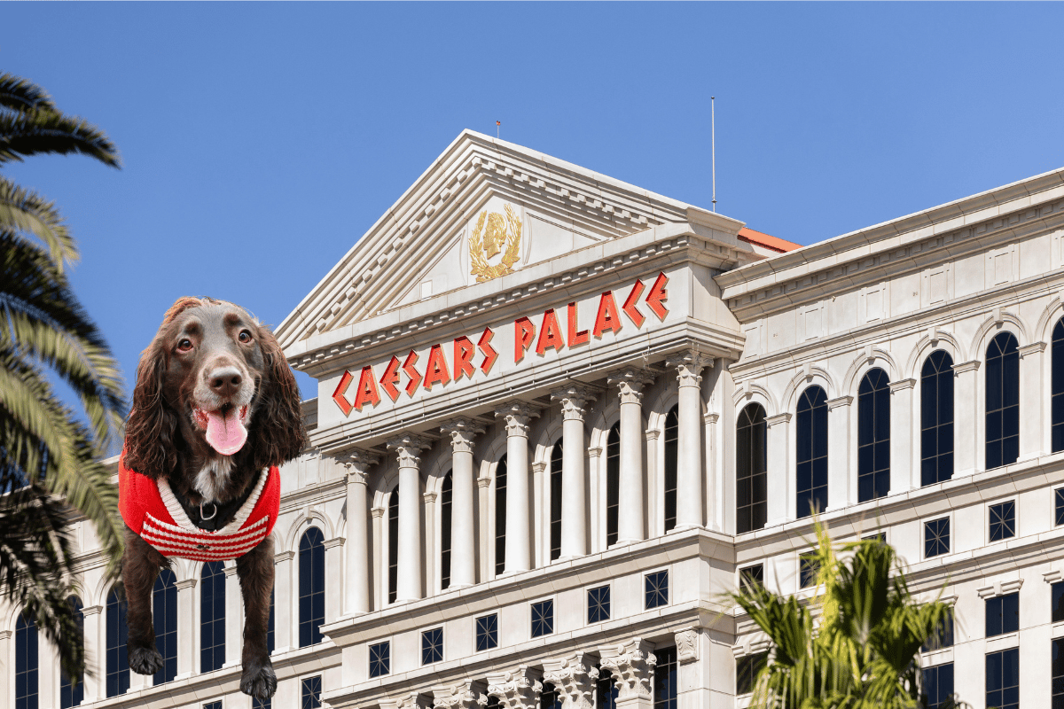 Caesars PetStay