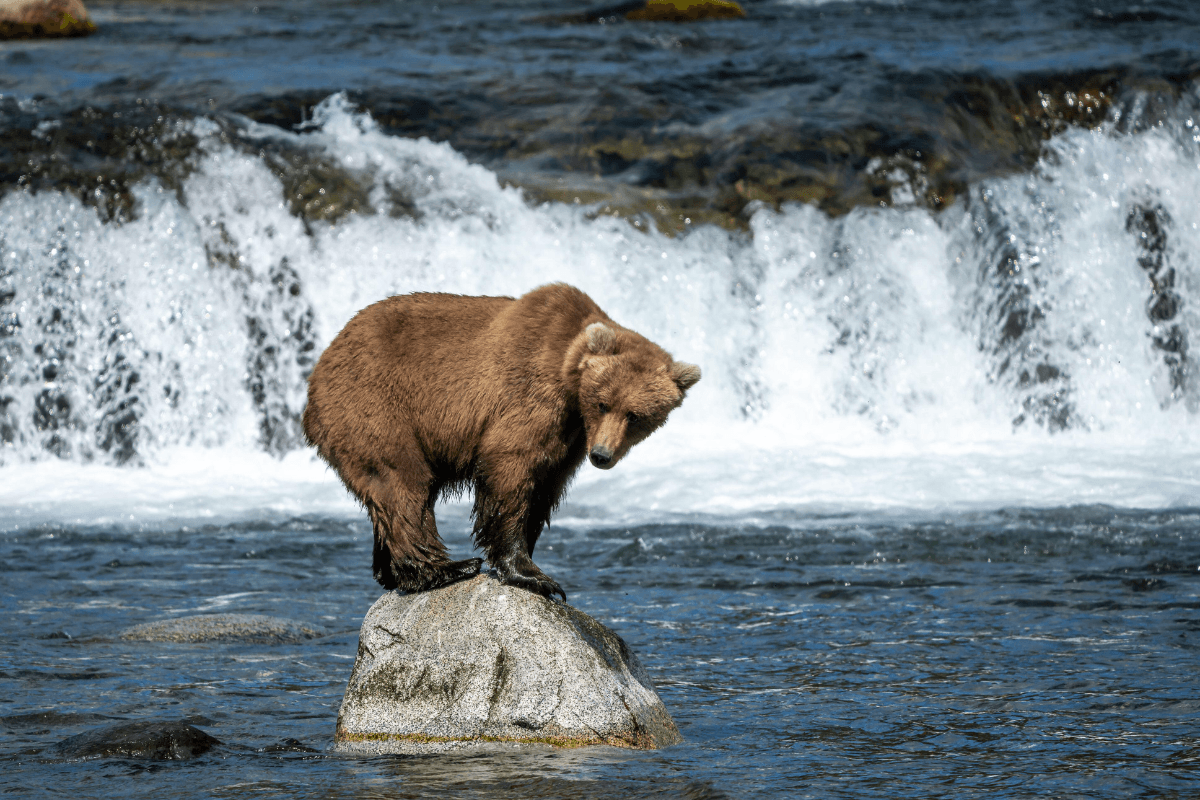 bear standing on a rock